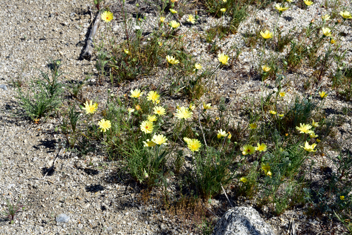 Smooth Desertdandelion are common and abundant following winters with heavy rainfall; plants grow in plains and mesas; coarse soils, rocky hillsides, open areas or among shrubs in desert habitats.  Malacothrix glabrata